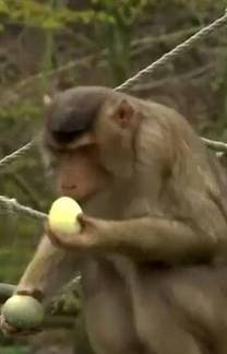Animais participam de caça aos ovos temática em zoológico (Reprodução: Record News - 28/03/2024)
